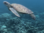 すぐにカメが見れました！