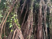 ガジュマルの木