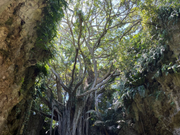 ガンガラーの谷の大主ガジュマル