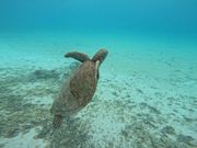 やっと逢えたウミガメ君