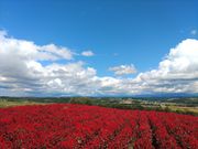 フラワーランドかみふらの