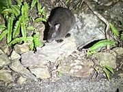 アマミノクロウサギ