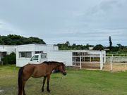 荷物とか置く場所に馬がいました