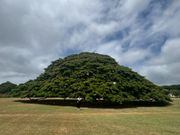 CMソングの木です。