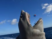 楽しい写真を撮ってくれる！