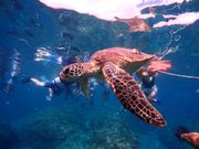 こんなに近くで見れるとは！感動！