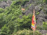 野生のヤギも見れました。