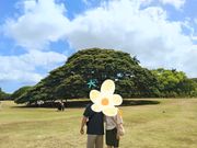 この木なんの木