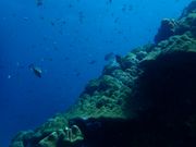 ダイビングでカメラ撮影