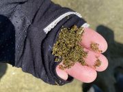 ビーチの砂。濡れるとヒスイのような緑色です。