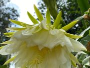 ドラゴンフルーツの花。　和田タイチョーに教えていただきました