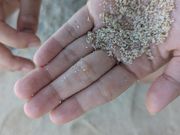 カイジ浜の星の砂