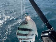 最初に釣れた魚