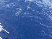 ドルフィン！とみんな叫んで。