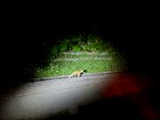 ほんとにきつねちゃんに会えた！