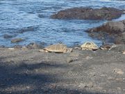 黒砂海岸とウミガメ🐢