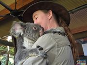 コアラを抱いたスタッフがテーブルに来ます