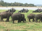 ジープサファリの象さんの群れ