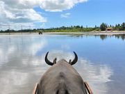 大人しい牛君が可愛かった。
