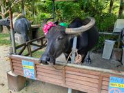 あんずちゃんの餌やり体験もい