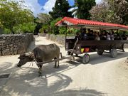 竹富島の集落の中を一歩また一歩とのんびりと。