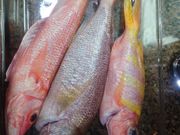 他にカンパチも釣れました。