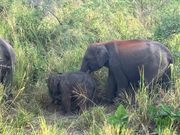 ミンネニヤ国立公園