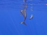 目の前にイルカが！！