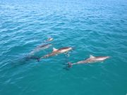 産まれたてのあかちゃんイルカ🐬