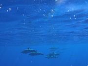 真下を泳ぐイルカが見れました。