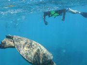 ウミガメはすぐそばまで行けました。