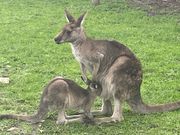 カンガルーには餌をあげられた