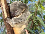 コアラつんつん