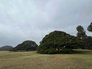 この木なんの木、巨大な木！