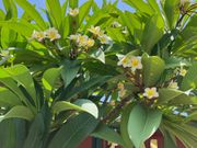 プレメリアがたくさん咲いてました