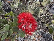 ハワイ固有種のオヒアレフア