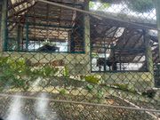 タイガーキングダム