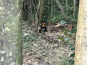 ブッシュターキーは何回か見かけました