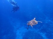 ウミガメと会えました！