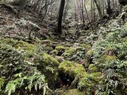 雨の中、幻想的でした。