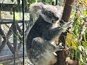 コアラ