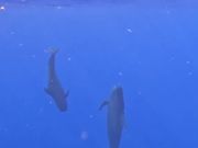 コビレゴンドウの親子が遊んでいます。