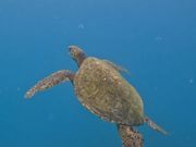 ホヌはゆーーーっくり泳ぎます。