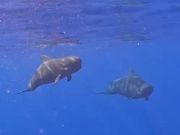 何度も戻ってきて姿を見せてくれました