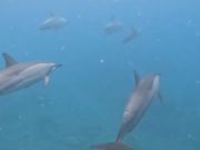 昼間はほぼ寝ながら泳いでいると言うから驚き！