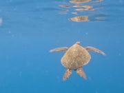 時々水面へ顔を出すのがかわいい。