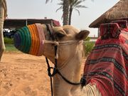 ラクダにのって…