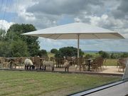 テラスに羊が散歩に