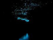 グロウワームの光