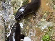 巨大うなぎがいました！